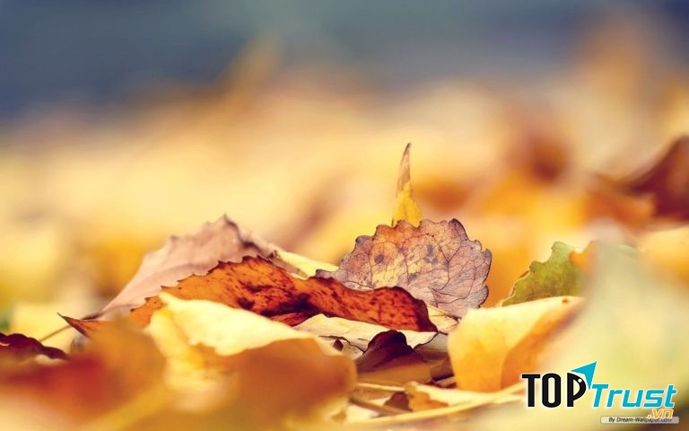 Ảnh minh họa ( nguồn: Internet)