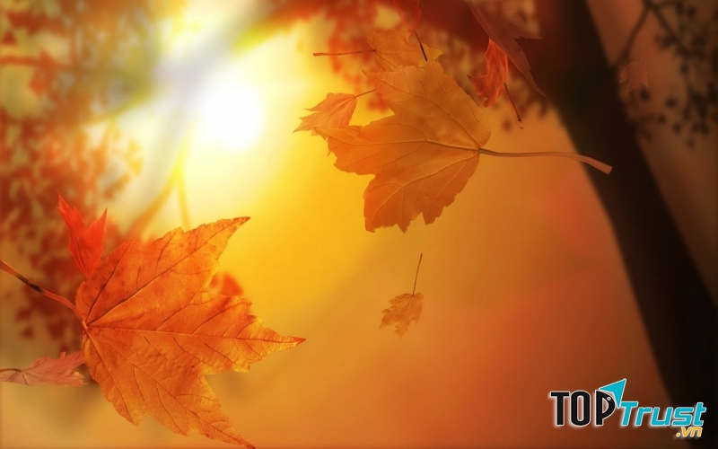 Ảnh minh họa ( nguồn: Internet)