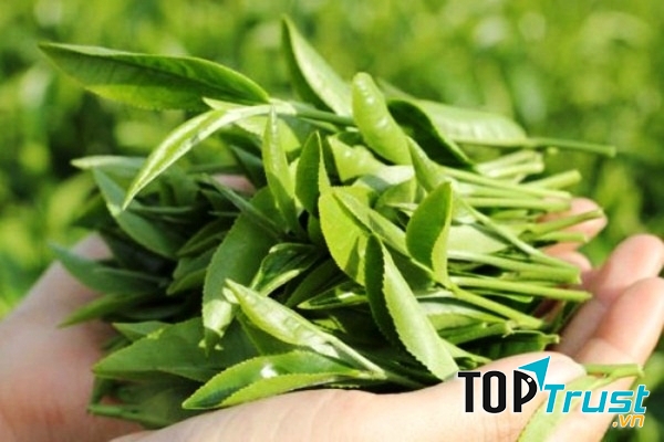 Giảm mỡ bắp chân bằng trà xanh