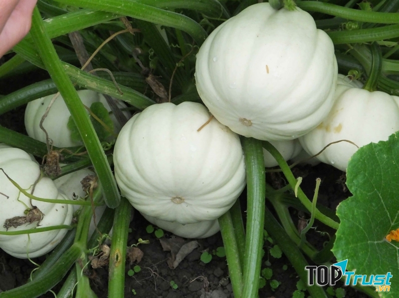 Bí ngô tí hon trắng