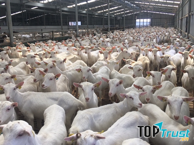 Hạn chế tiếp xúc gần với trang trại nuôi động vật