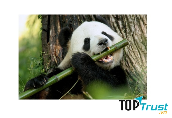 Gương mặt phấn khởi của gấu Trúc khi được ăn