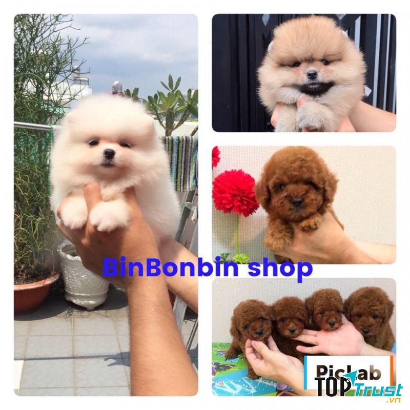 Bin Bon Dog Shop
