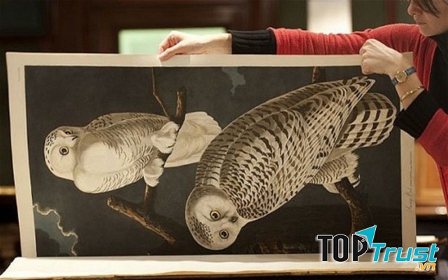 Birds of America là một cuốn sách cổ sở hữu 435 bức hình minh họa vẽ tay các loài chim