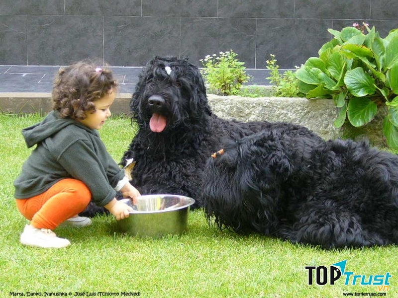 Hai chú chó Black Russian Terrier ở Nga