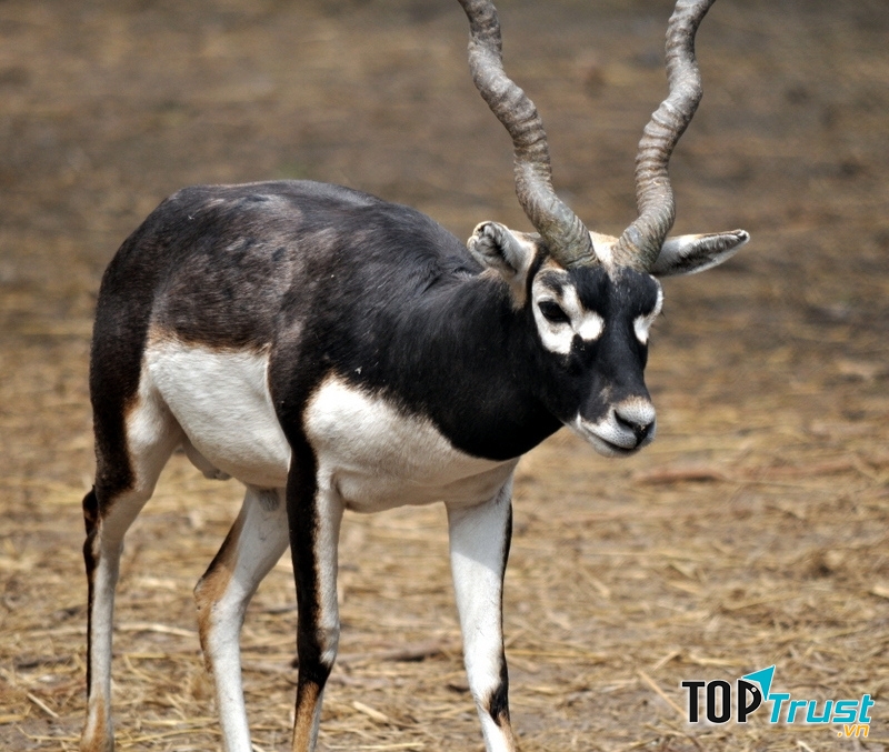 Blackbuck