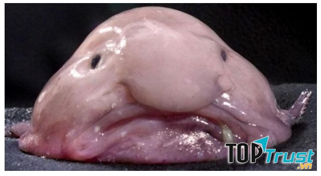 Blobfish