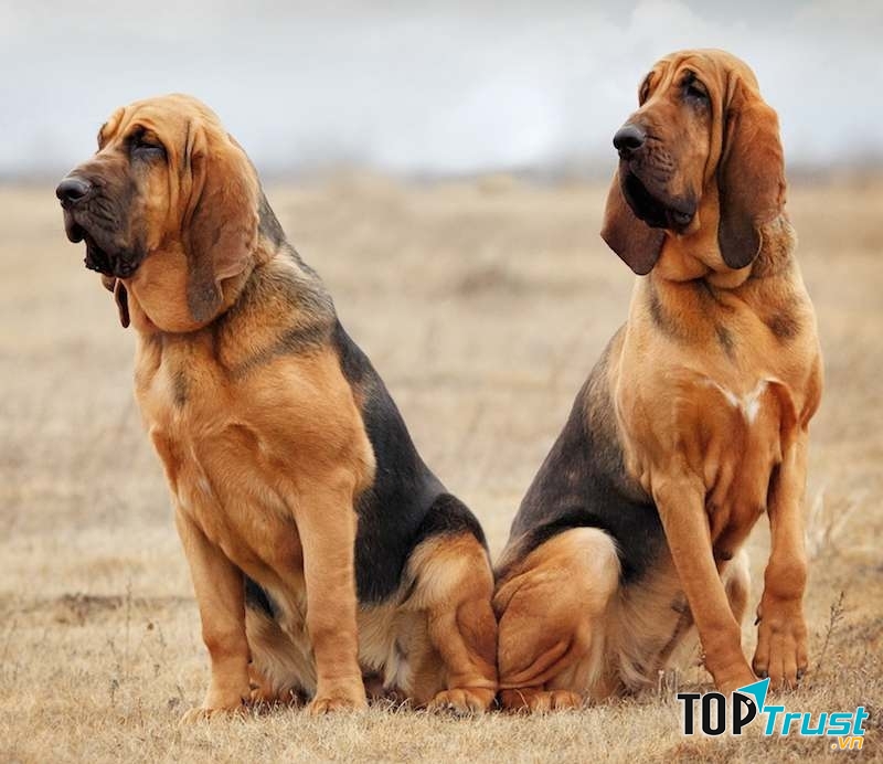 Chó Bloodhound có đôi tai to, dài đặc trưng