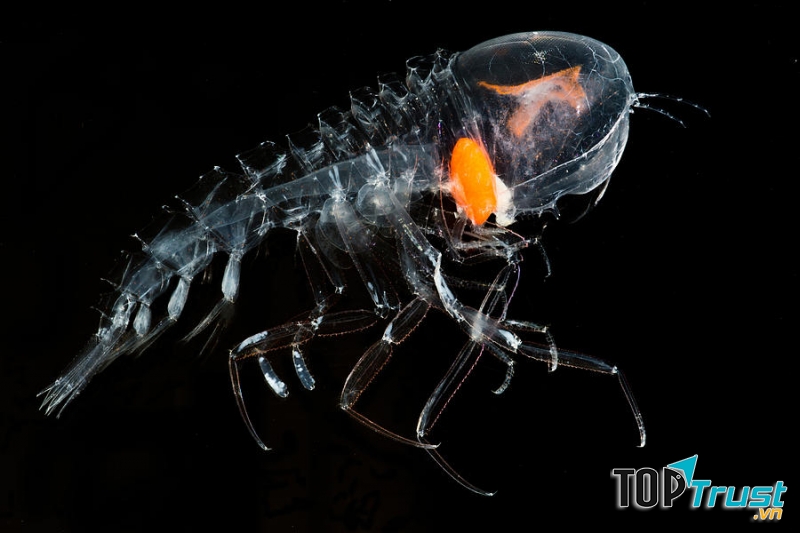 Bọ biển trong suốt