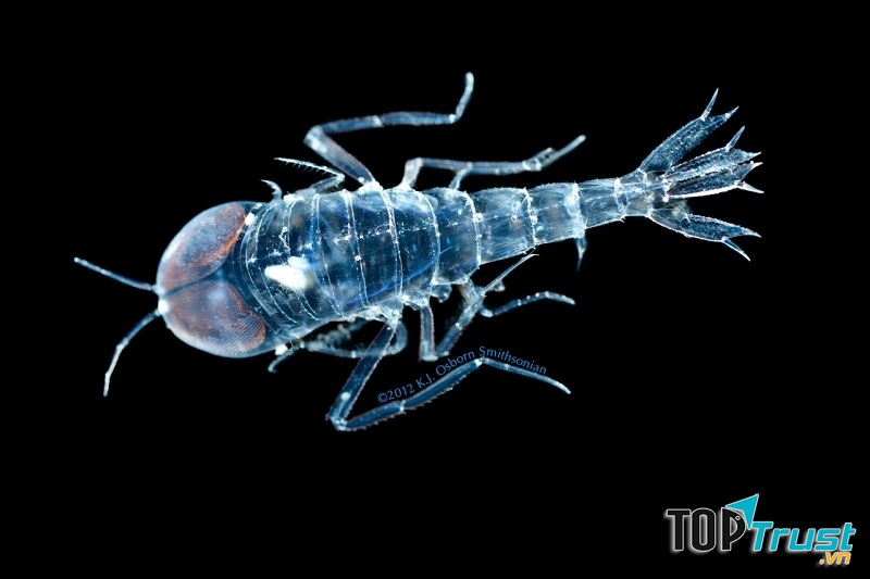 Bọ biển trong suốt