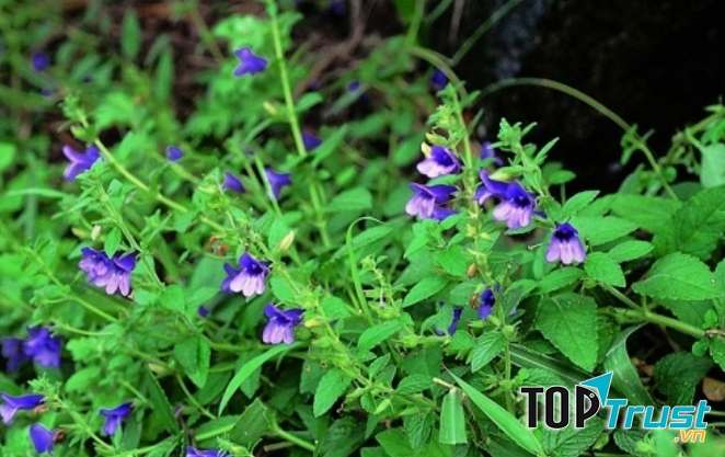 Bồ bồ có tác dụng làm tăng tiết và thúc đẩy quá trình bài xuất dịch mật, bảo vệ tế bào gan