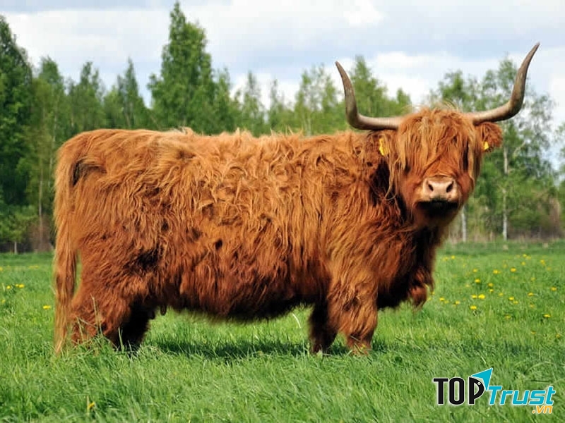 Bò cao nguyên Scotland
