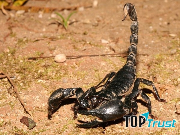 Bọ cạp