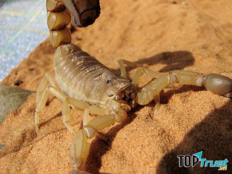 25% khẩu phần ăn của bọ cạp là thịt của những con bọ cạp khác.