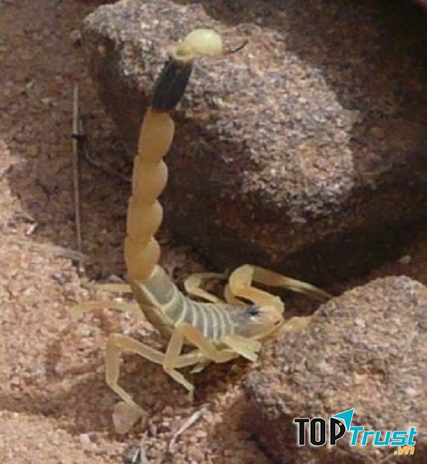 Bọ cạp Stalker