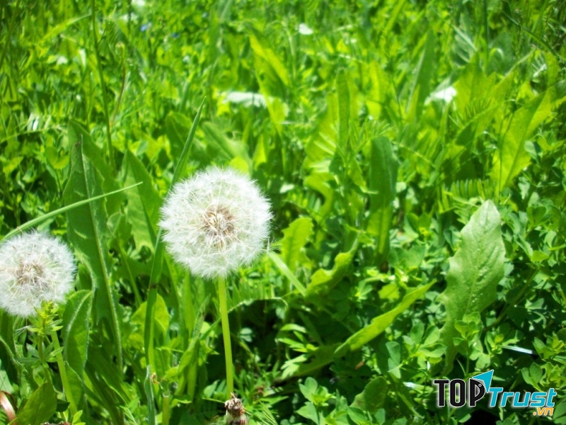 Bồ Công Anh - Thực phẩm cực tốt cho gan