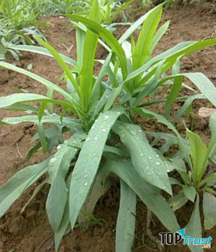 Bồ công ảnh, thần dược cho sức khoẻ