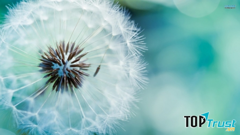 Bồ công anh có tác dụng thanh nhiệt, giải độc