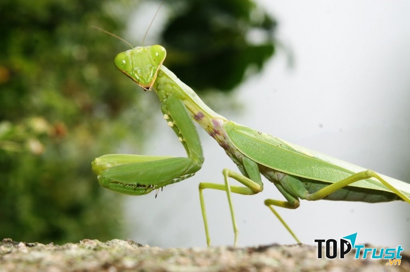 Bọ ngựa cái sẽ ăn thịt bạn tình của chúng ngay cả khi đang giao phối.