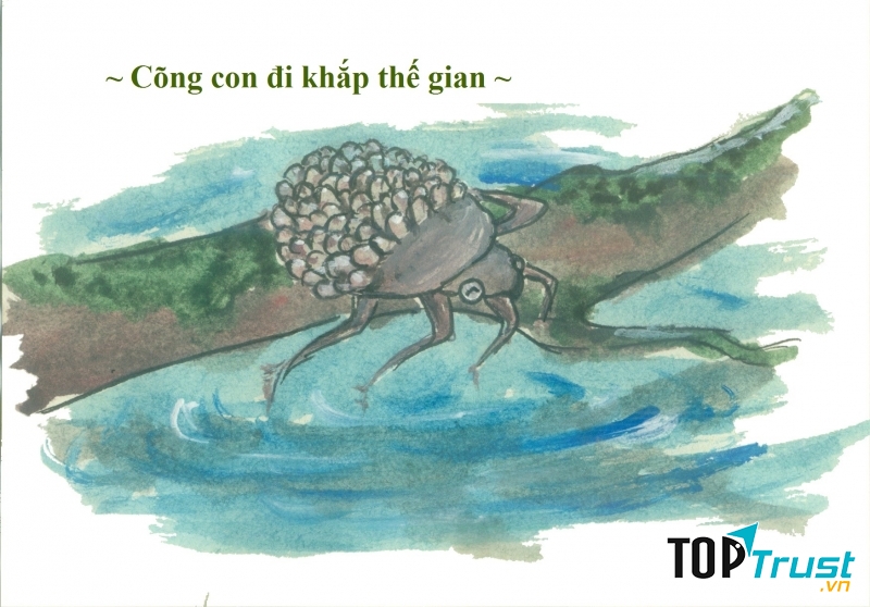 Bọ nước khổng lồ