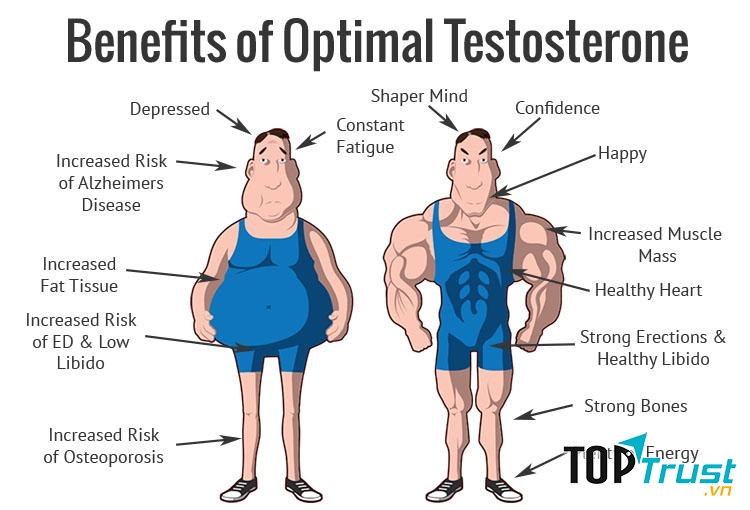 Hormon sinh dục nam testosterone rất quan trọng