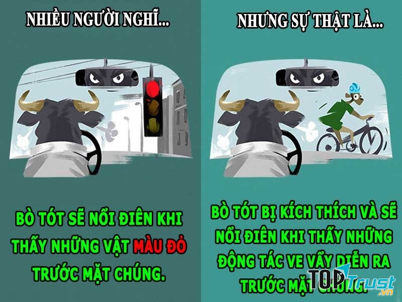 Bò tót thực chất bị mù màu chứ không ghét màu đỏ