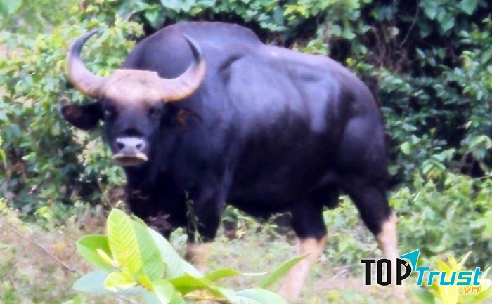 Bò tót châu Á