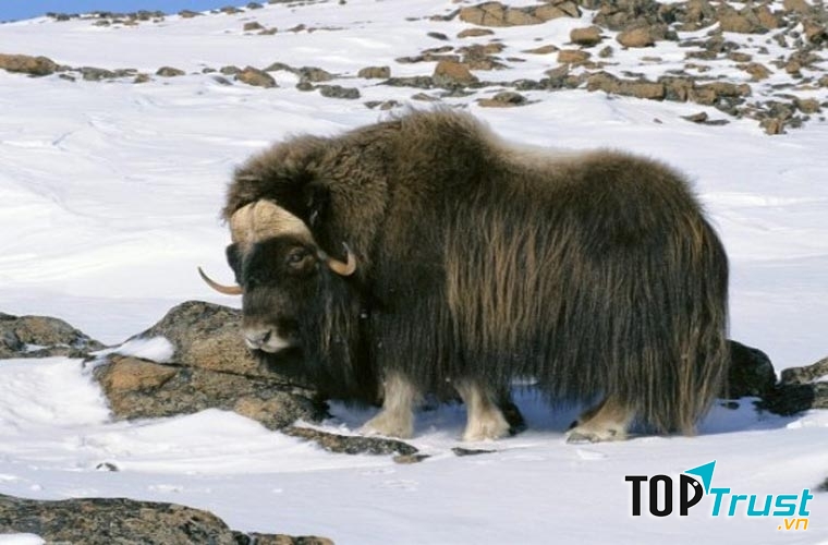 Bò xạ hương sống ở Bắc Cực