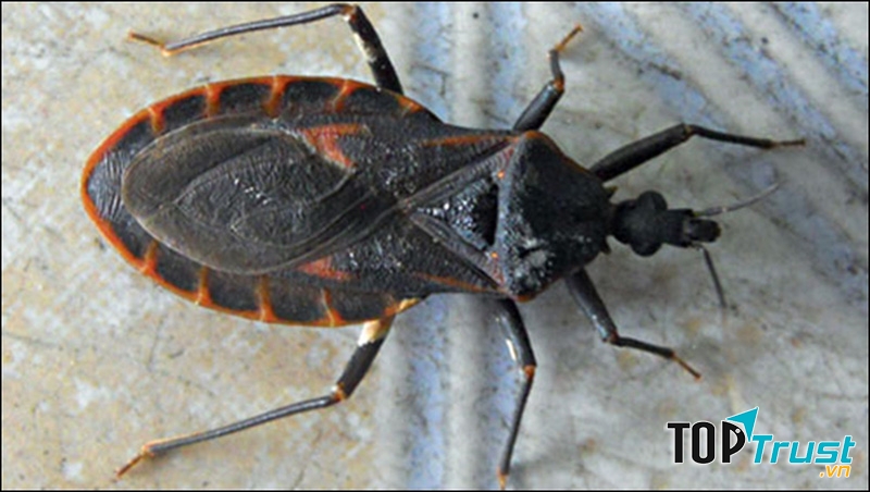 Loài ﻿bọ xít hút máu người