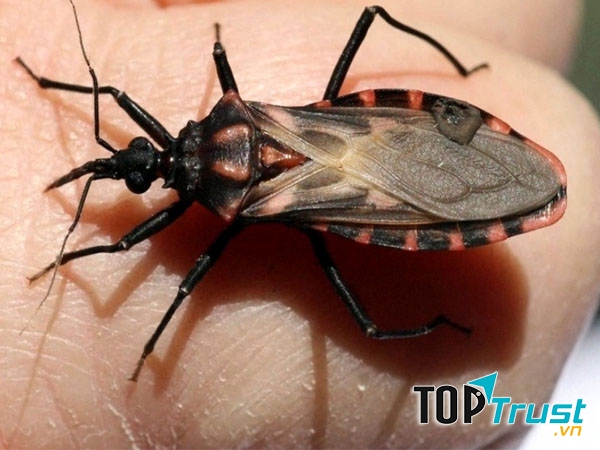 Con bọ xít hút máu người