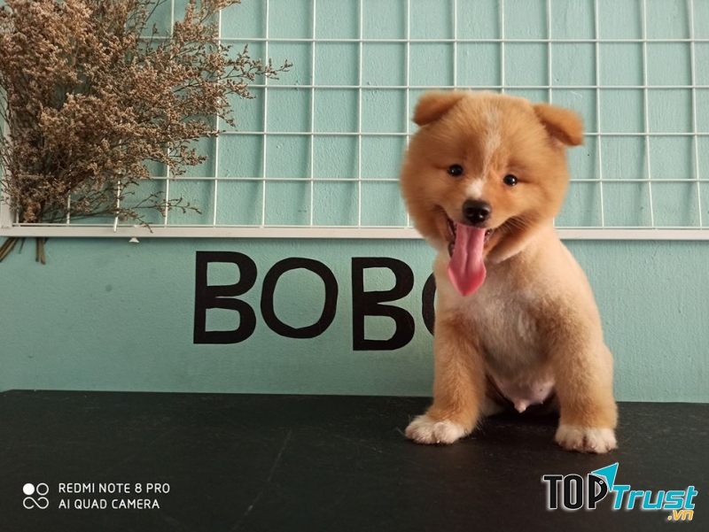 Bobo Pet