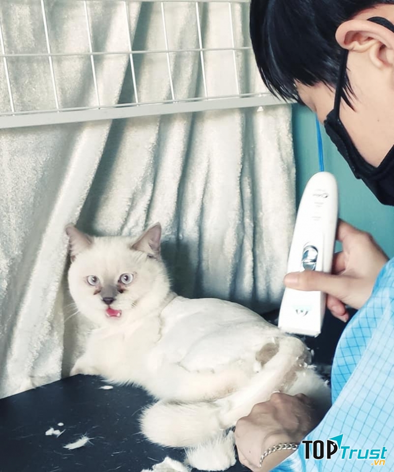 Bobo Pet