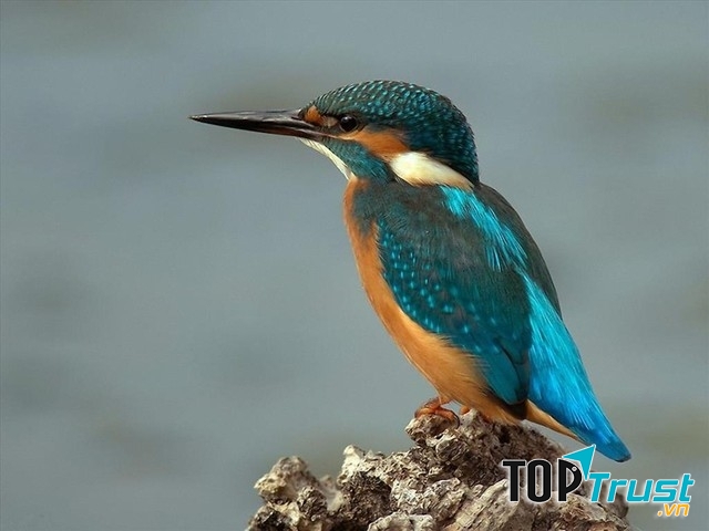 Bói cá (Halcyonidae)