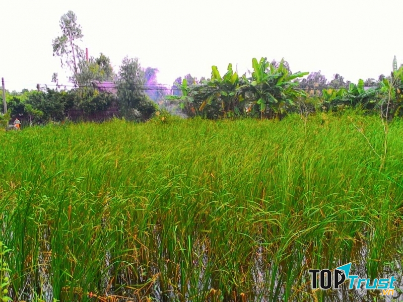 Bồn bồn trắng