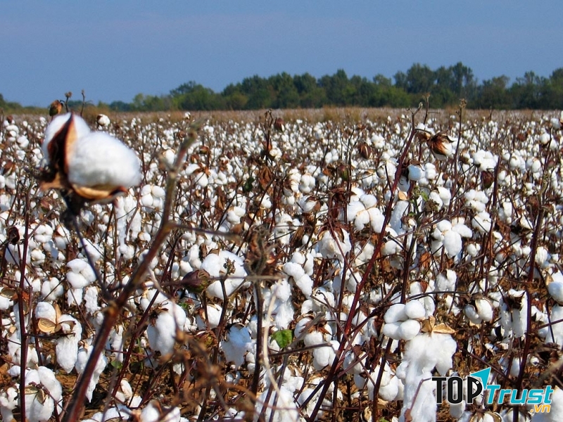 Cánh đồng bông biến đổi gen được trồng nhiều tại Ấn Độ (Nguồn: thegioidoday)