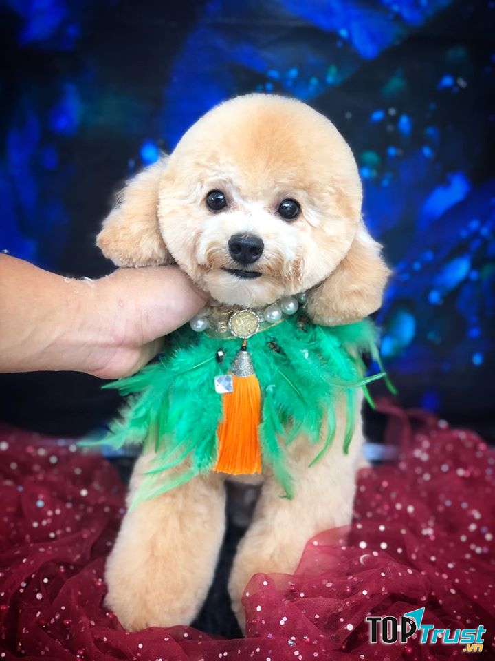 BossCare Bình Dương