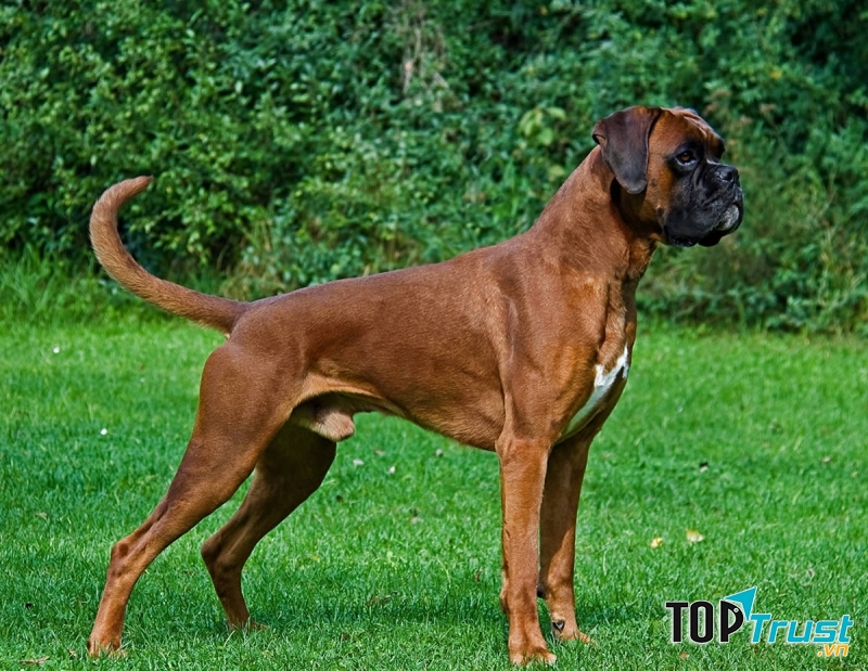 Một chú Boxer vối tai và đuôi chưa bị cắt
