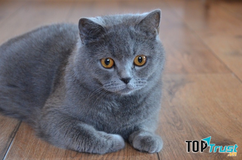Xám ánh xanh là màu lông được ưa chuộng nhất của British Shorthair