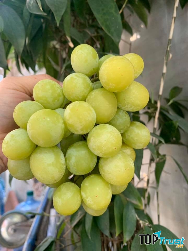 Bubu Fresh - Trái Cây Nhập Khẩu