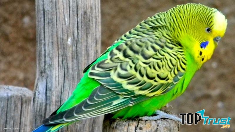 Đối với loài chim này, khả năng ghi nhận và học hỏi từ 300-500 từ và câu là bình thường