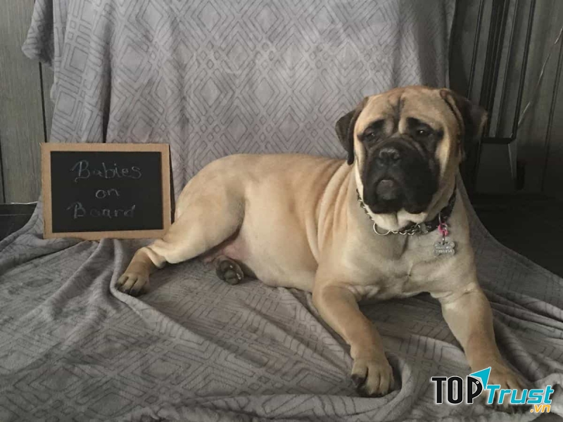 Chó ﻿Bullmastiff
