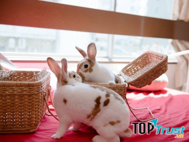 Những chú thỏ của quán rất dễ thương