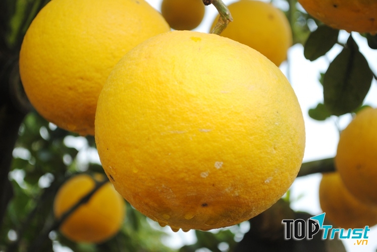 Bưởi mát và rất tốt cho da