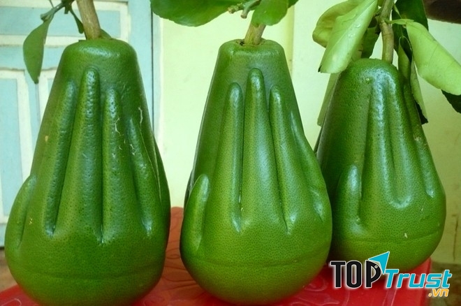 Bưởi bàn tay Phật
