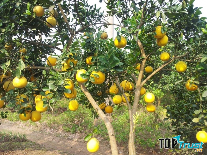Bưởi Diễn
