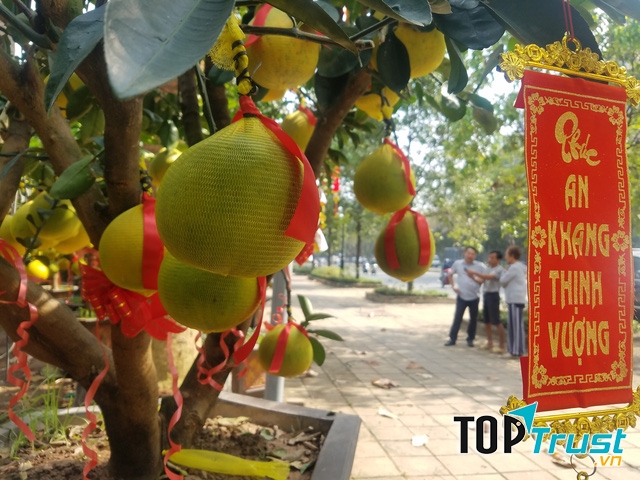 Bưởi Diễn