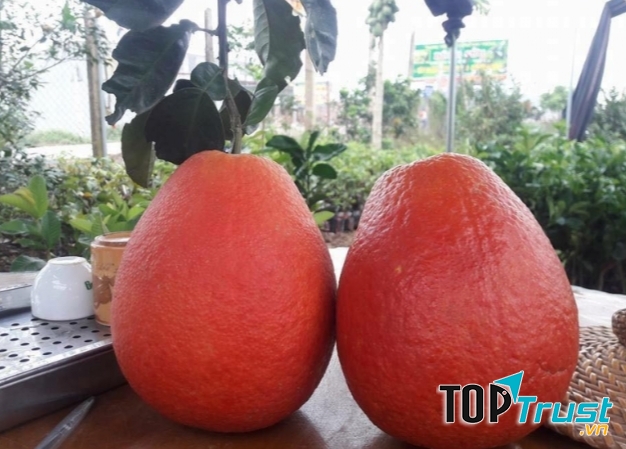 Bưởi đỏ tiến Vua