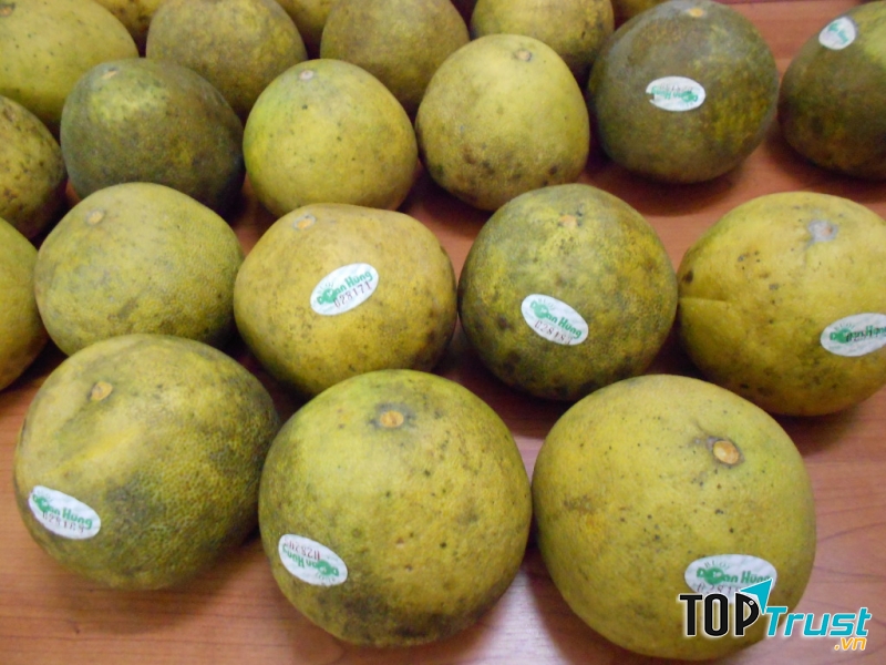 Bưởi Đoan Hùng được dán tem sản phẩm