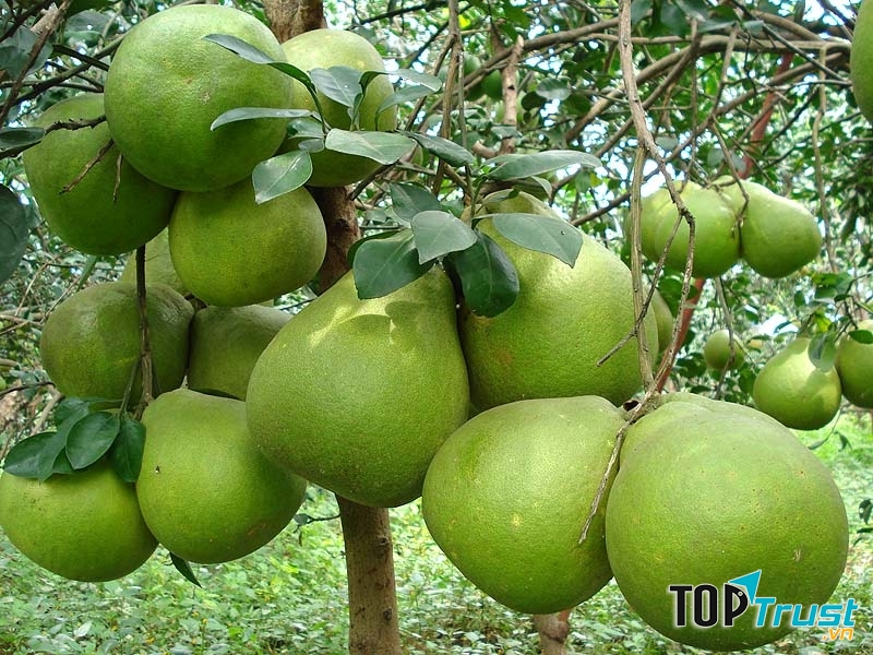 Bưởi có tác dụng vượt trội giảm mỡ bụng
