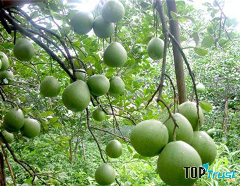 Bưởi Năm Roi Mỹ Hòa